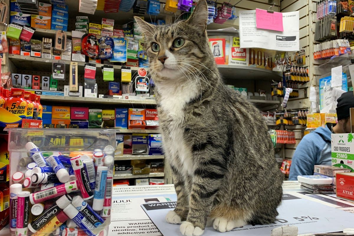 The neighborhood bodega cat on the counter